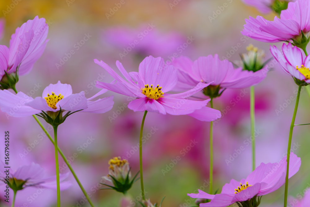 Fototapeta premium 淡いピンクのコスモスが咲く秋の花畑