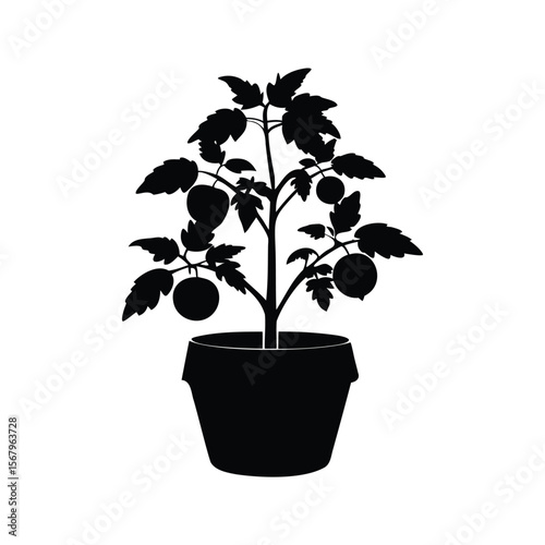 Silhouette of a thriving tomato plant in a simple flowerpot design