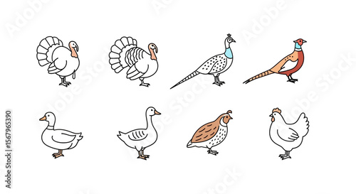 Vector illustration of poultry birds including turkey duck goose pheasant quail and chicken farm animals vector art
