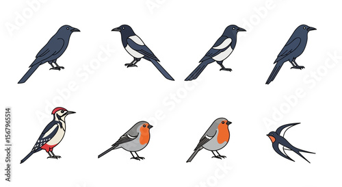 Vector bird identification guide featuring crow, magpie, woodpecker, robin and swallow species illustration art