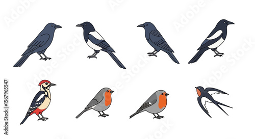 Vector illustration of diverse bird species including crow magpie woodpecker robin and swallow identification guide