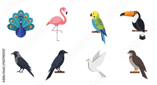 Vector vector illustration of various bird species including peacock flamingo toucan parrot crow dove and hawk design