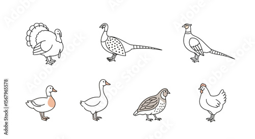 Vector illustration of farm birds including turkey pheasant duck goose quail and chicken vector drawing design 100