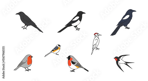 Vector bird species identification guide featuring robin magpie crow swallow and woodpecker birdwatching chart