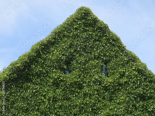 roof and facade of a house covered with ivy