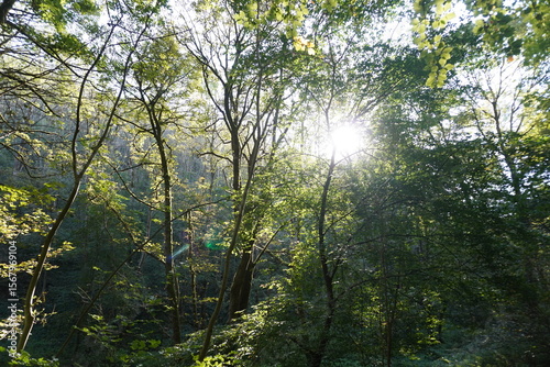 Sunlight filters through dense woodland trees in The Peak District, England, creating a tranquil natural landscape.