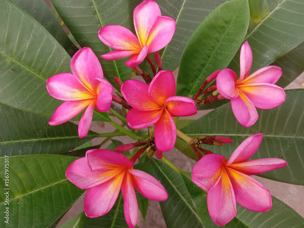Fototapeta premium pink frangipani flowers