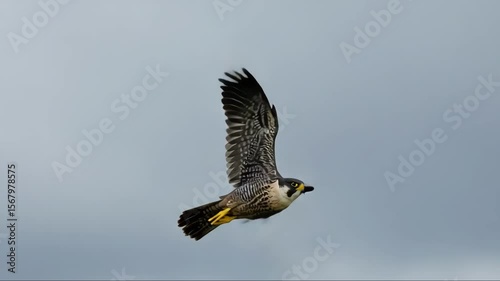 Peregrine falcon soars powerfully through a cloudy sky.