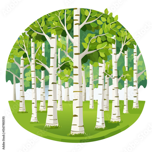Illustration of a birch tree forest with lush green leaves and grass.