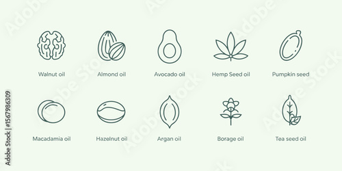 Vector icons of walnut oil, almond oil, avocado, hemp, pumpkin seed and more