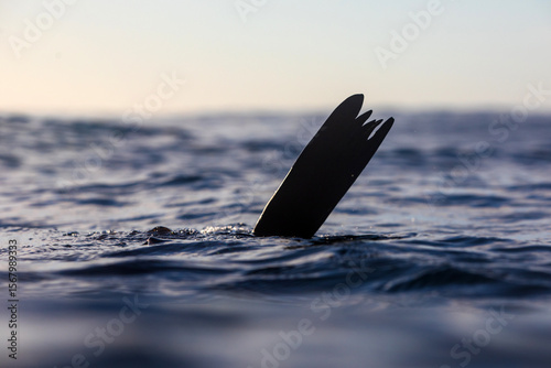 Fototapeta Naklejka Na Ścianę i Meble -  A sea level portrait playful seal lifting it's fin above the ocean's surface while swimming over a shallow reef on sunrise. Captured from a dark rippled ocean surface.
