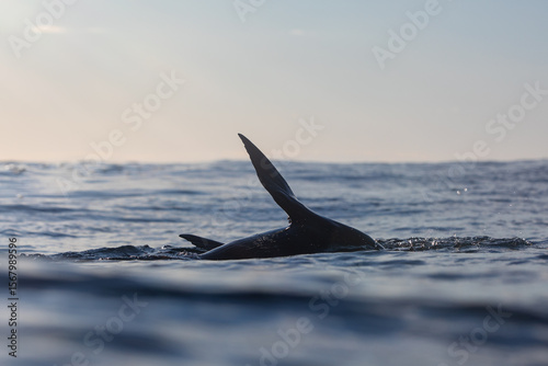 Fototapeta Naklejka Na Ścianę i Meble -  A sea level portrait playful seal lifting it's flippers above the ocean's surface while swimming over a shallow reef on sunrise. Captured from the ocean's surface.