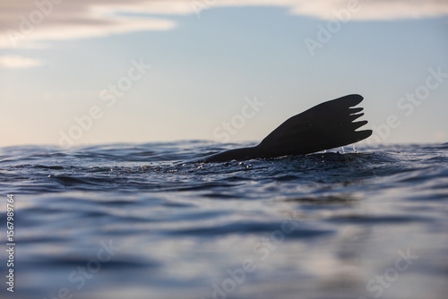 Fototapeta Naklejka Na Ścianę i Meble -  A sea level portrait playful seal lifting it's fin above the ocean's surface while swimming over a shallow reef on sunrise. Captured from the ocean's surface.