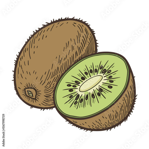 Kiwi fruit illustration in a hand drawn, vintage style. Color vector sketch of a sliced fresh kiwi isolated on white background.
