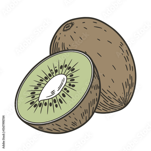 Kiwi fruit illustration in a hand drawn, vintage style. Color vector sketch of a sliced fresh kiwi isolated on white background.
