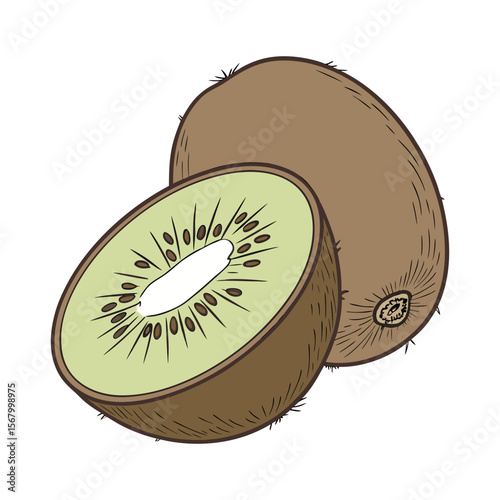 Kiwi fruit illustration in a hand drawn, vintage style. Color vector sketch of a sliced fresh kiwi isolated on white background.