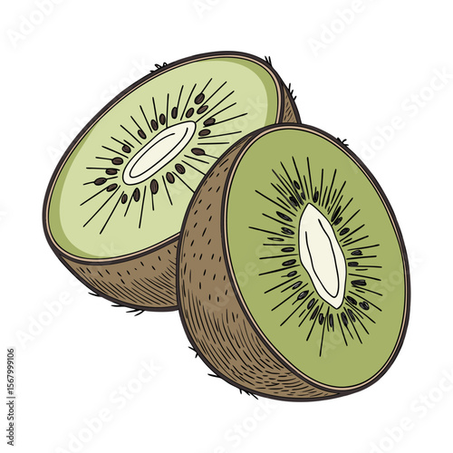 Kiwi fruit illustration in a hand drawn, vintage style. Color vector sketch of a sliced fresh kiwi isolated on white background.