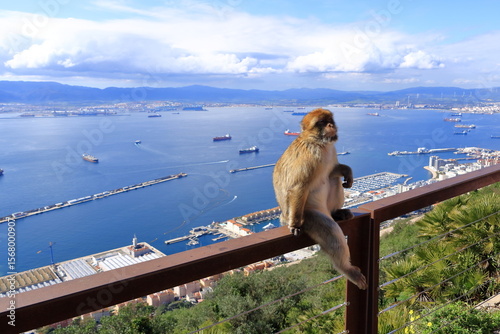 Gibraltar macaques at the Gibraltar rock, monkey, monkeys