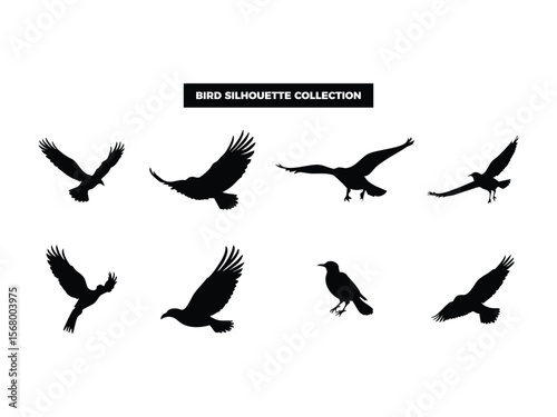 Vector Bird Silhouette Collection, Flying, Perching, and Soaring Birds for Graphic Design