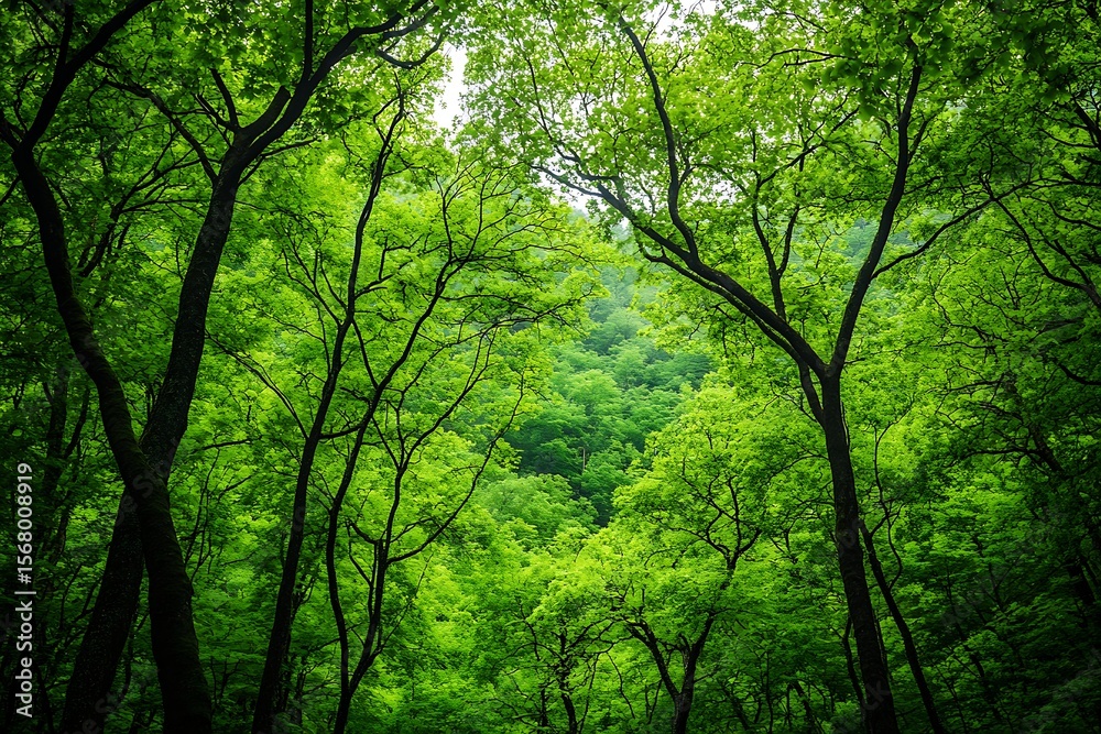 Fototapeta premium forest
