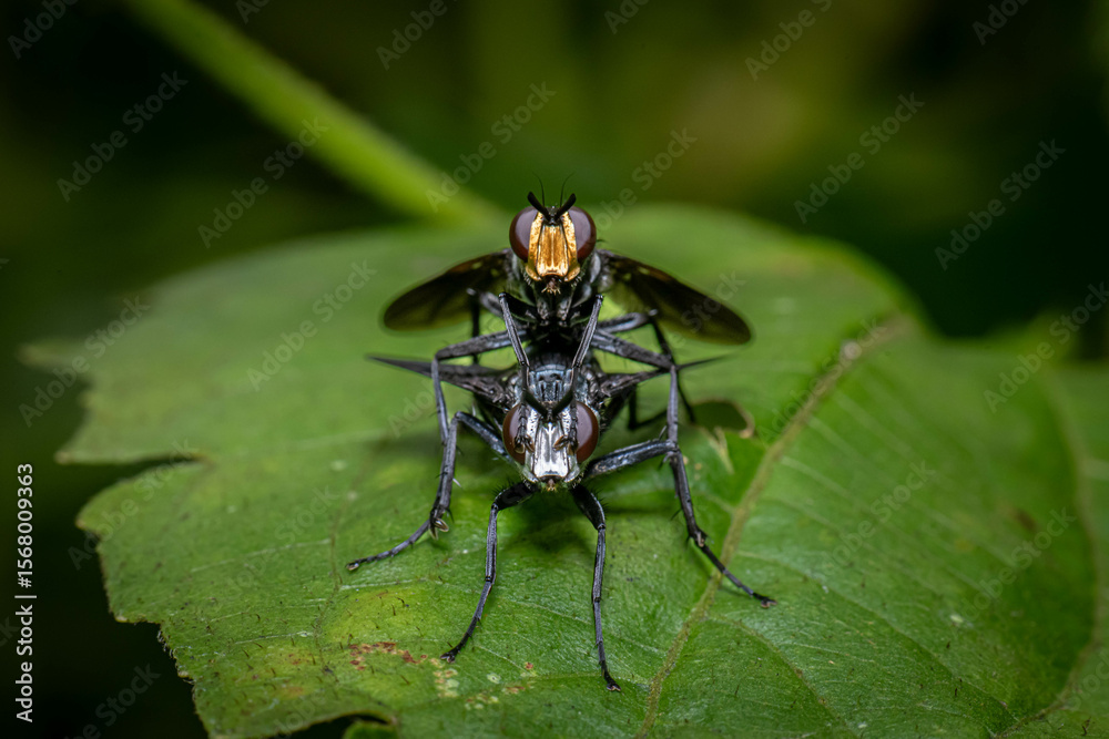 Fototapeta premium A close-up capture of two flies in the midst of mating on a green leaf, displaying the intricate behavior of insect reproduction in the wild.