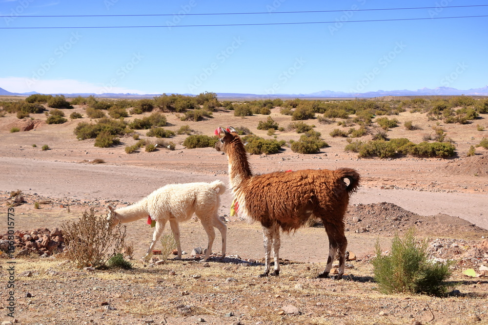 Obraz premium lamas llamas beside the highway between Potosi and Uyuni, Bolivia
