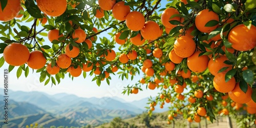 Sunny Orange Orchard Landscape