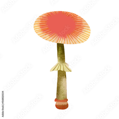 Mushroom fall autumn illustration isolated vector