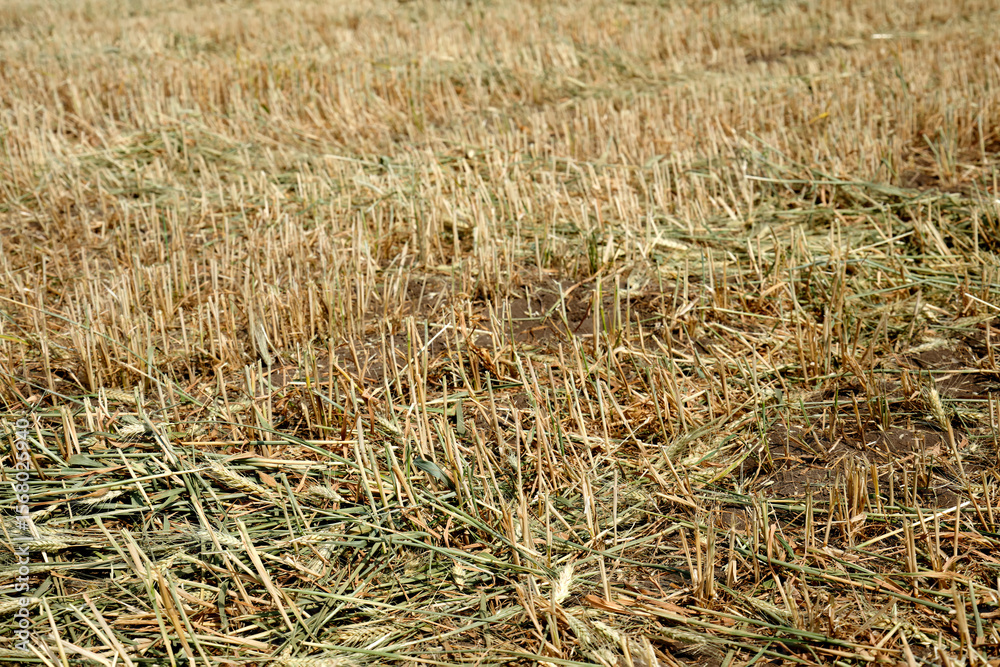 Fototapeta premium Close-up a uncultivated agricultural field with dry wheat stalks.