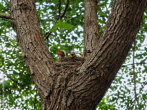 Fieldfare chicks siting in the nest waiting for their mother bird to bring food with opened yellow beaks