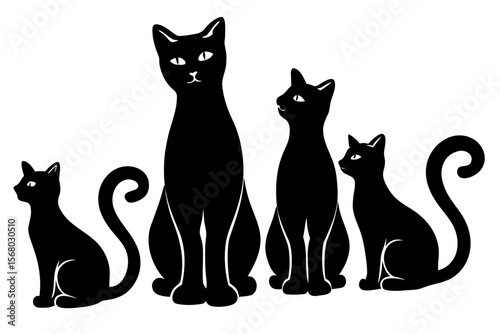 black and white cat