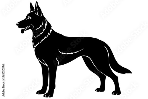 black and white dog