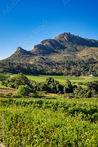 Scenic Views Across the Constantia Valley Vineyards, Cape Town, South Africa