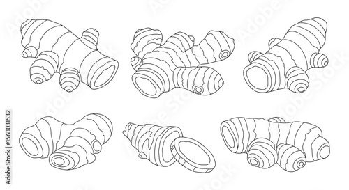 A Collection of Six Hand Drawn Ginger Root Illustrations Presented in Black and White Artistic Style