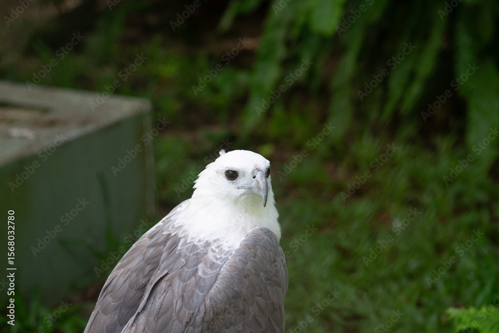 Obraz premium White-bellied Sea Eagle with Green Background