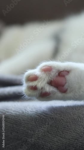Close-up of a cat's paw. Pads on a cat's paw. A pet is resting on a sofa. Short-haired cat. Back paw of a cat sleeping on a blanket. A pet is resting