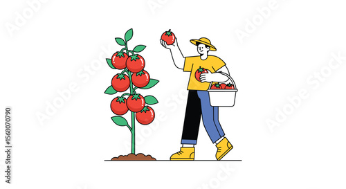 Farmer harvesting ripe red tomatoes from a healthy plant into a basket