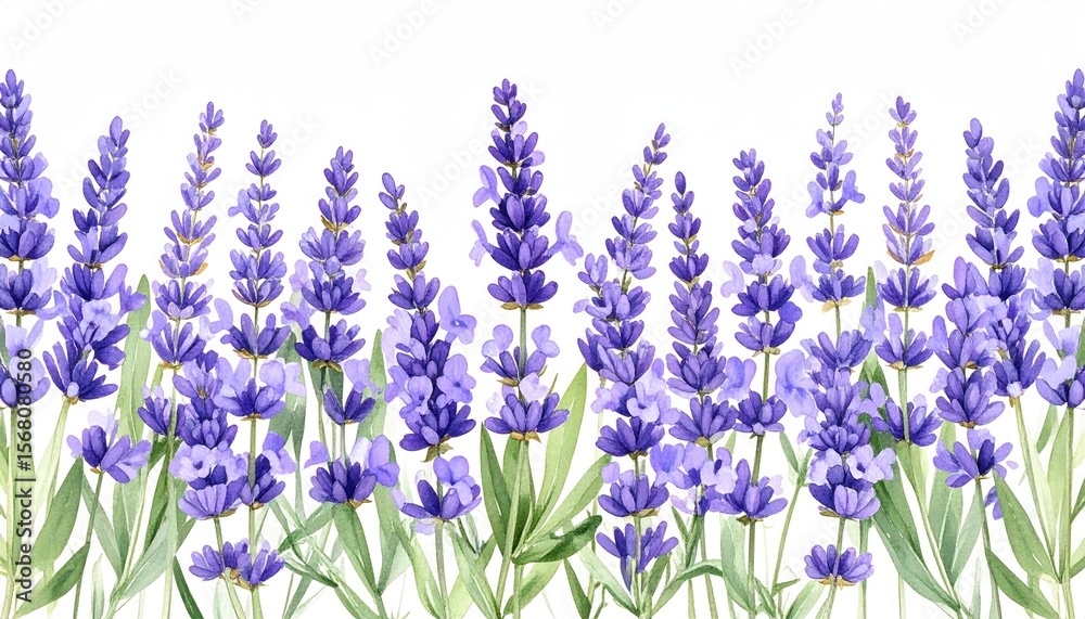 Naklejka premium Lavender flowers and pale green leaves watercolor botanical border PNG illustration cut out hand drawn for printable wall art on transparent background