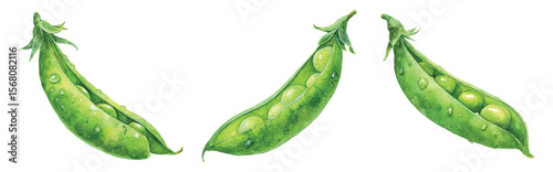 Set of green gooseberry stalks png. Green gooseberry stalks with green gooseberry watercolor. Watercolor rural vegetable harvest. Green legume harvest. Vector illustration.