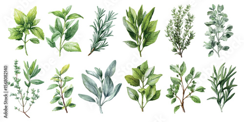 Watercolor set of green herbs and plants. Rosemary, mint and other herbs. Forest and field herbs for medicinal and cosmetic and floristic use. Watercolor nature botany.