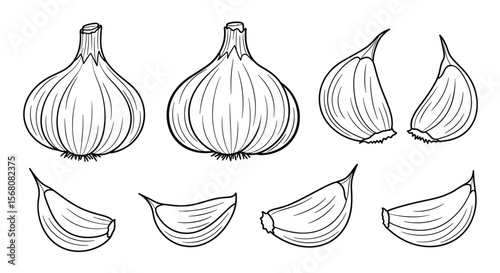 Illustrative Drawings of Garlic Bulbs and Cloves for Culinary and Health Purposes