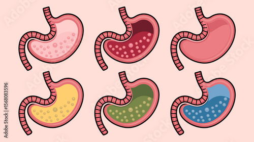 Six Stomach Illustrations A Visual Guide to Digestive Health