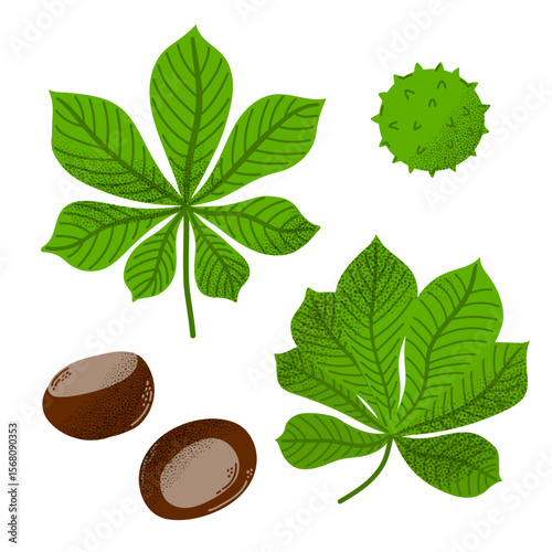 Chestnut leaves, nuts, and a spiky seed pod. Hand-drawn in flat style. Clipart for botanical, forest, autumn, or nature-themed design projects.