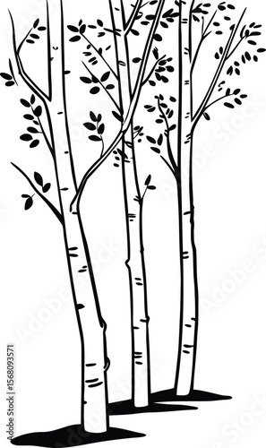 Aspen Trees in Monochrome: A minimalist monochrome illustration of aspen trees, their slender trunks and delicate branches reaching towards the sky.