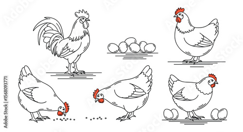 Farmyard Rooster and Hens Gathered Around Fresh Eggs Collection