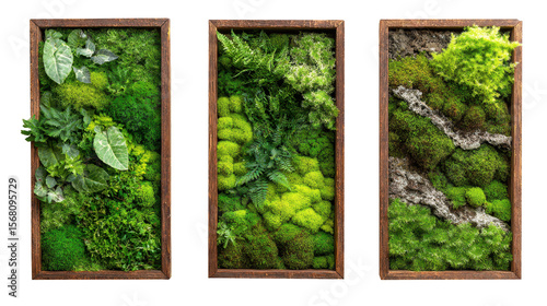Wooden frames displaying preserved moss and fern specimens, creating verdant wall decor against translucent background, highlighting botanical design elements