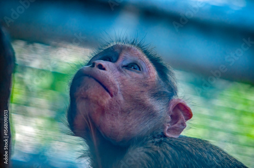 Ein Äffchen blickt nach oben