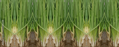 Symmetrical Pattern of Green Onion Leaves and Soil Base