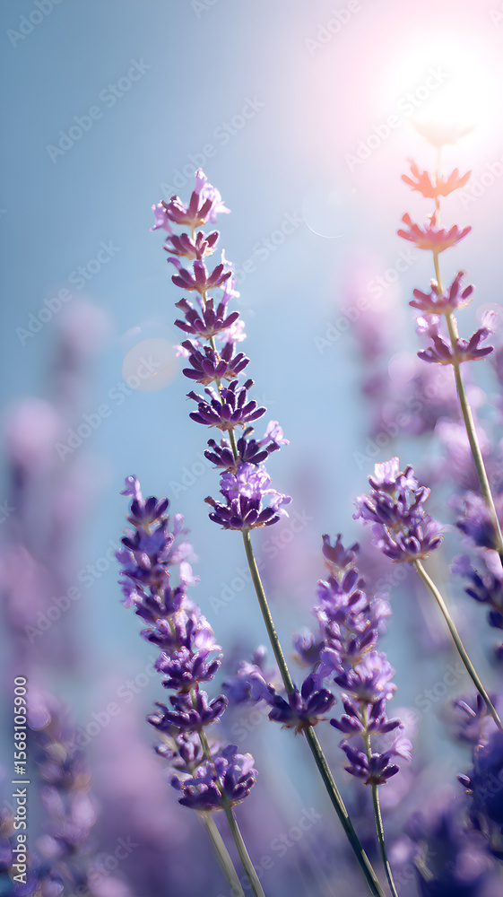 Obraz premium Lavender Fields Sunlit Serenity