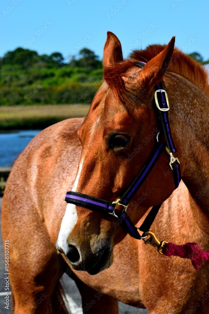 Obraz premium portrait of a brown horse
